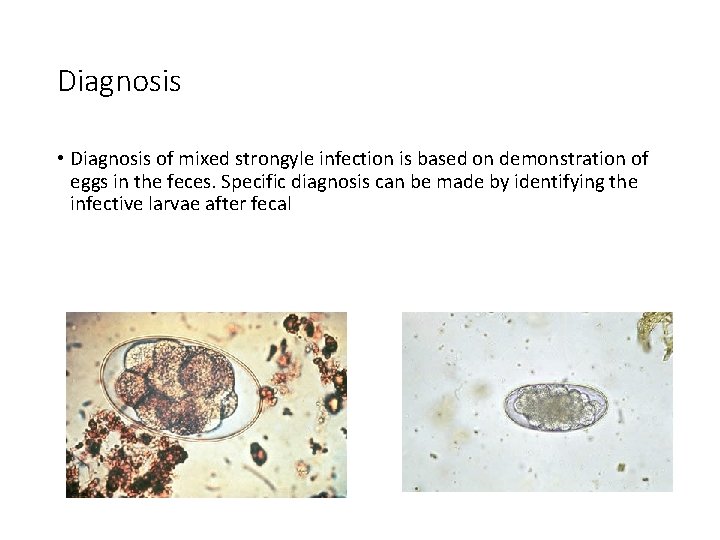 Diagnosis • Diagnosis of mixed strongyle infection is based on demonstration of eggs in