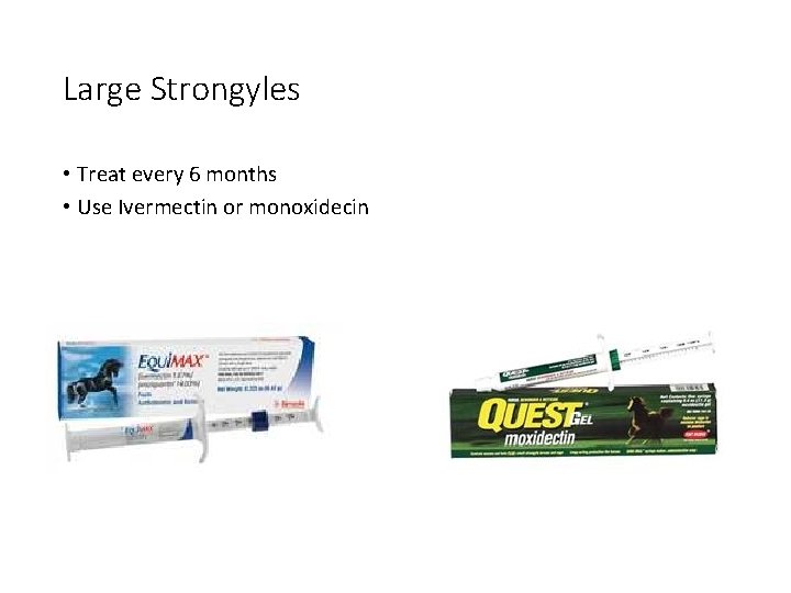 Large Strongyles • Treat every 6 months • Use Ivermectin or monoxidecin 