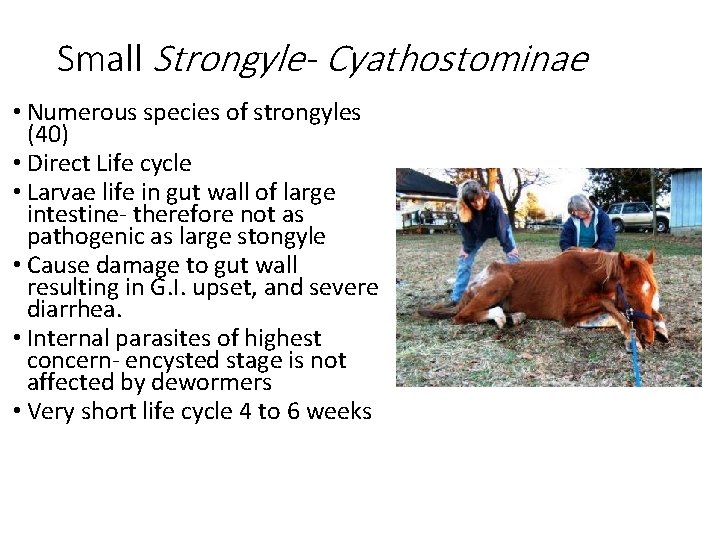 Small Strongyle- Cyathostominae • Numerous species of strongyles (40) • Direct Life cycle •