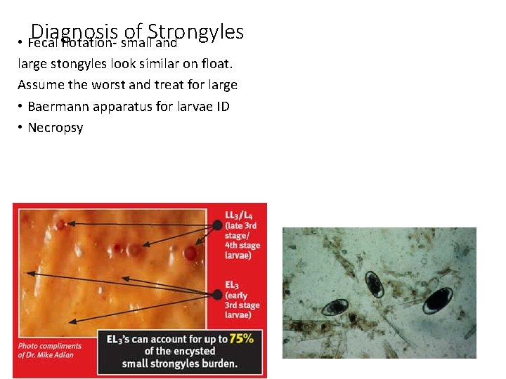 Diagnosis of Strongyles • Fecal flotation- small and large stongyles look similar on float.