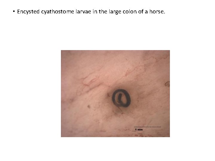  • Encysted cyathostome larvae in the large colon of a horse. 
