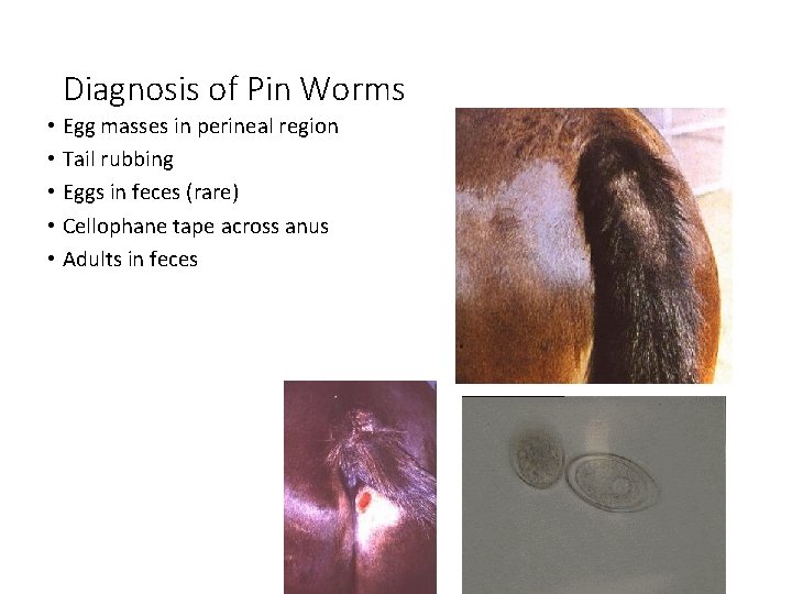 Diagnosis of Pin Worms • Egg masses in perineal region • Tail rubbing •