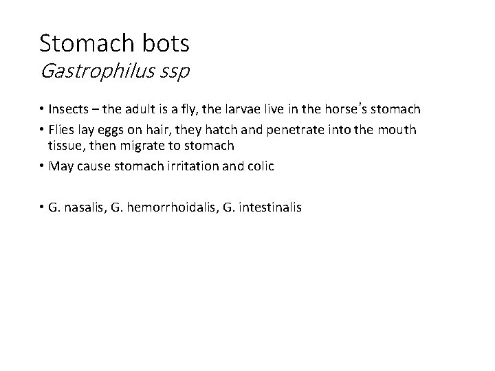 Stomach bots Gastrophilus ssp • Insects – the adult is a fly, the larvae