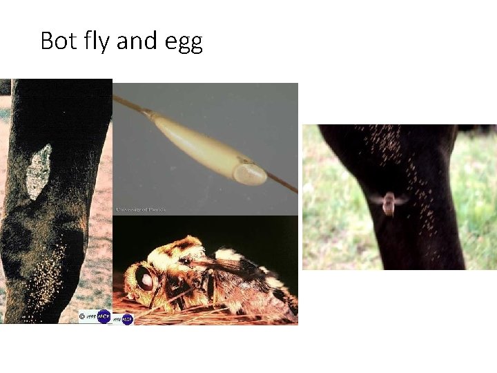 Bot fly and egg 