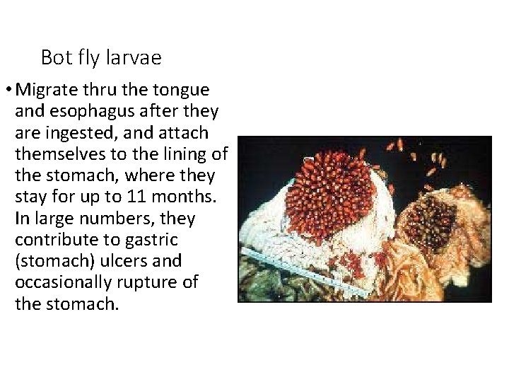 Bot fly larvae • Migrate thru the tongue and esophagus after they are ingested,