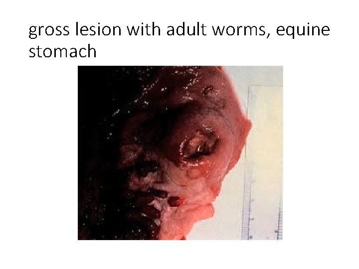 gross lesion with adult worms, equine stomach 