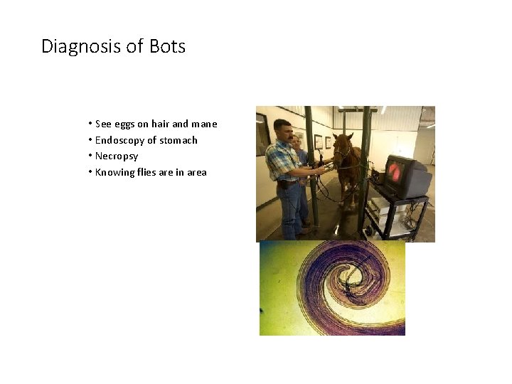 Diagnosis of Bots • See eggs on hair and mane • Endoscopy of stomach