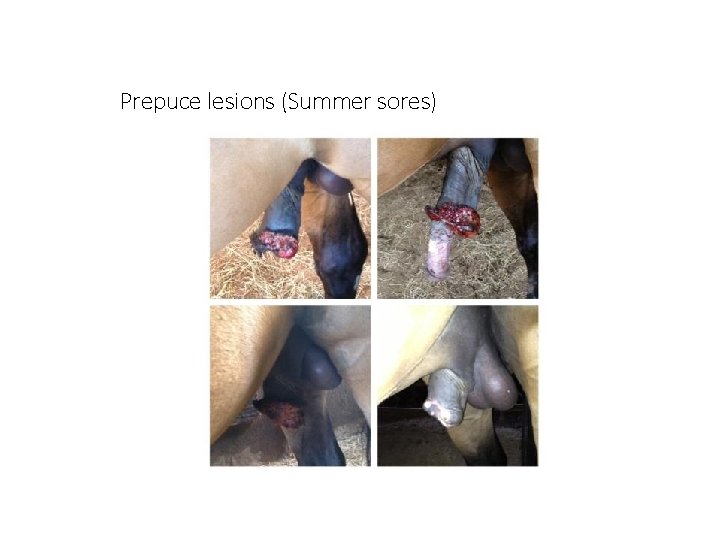 Prepuce lesions (Summer sores) 