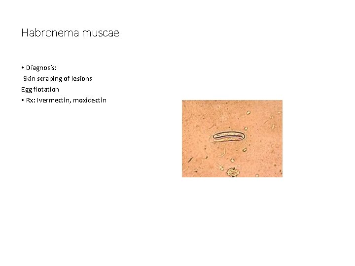 Habronema muscae • Diagnosis: Skin scraping of lesions Egg flotation • Rx: Ivermectin, moxidectin