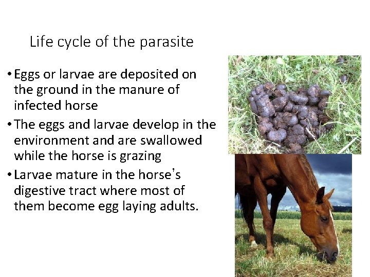 Life cycle of the parasite • Eggs or larvae are deposited on the ground