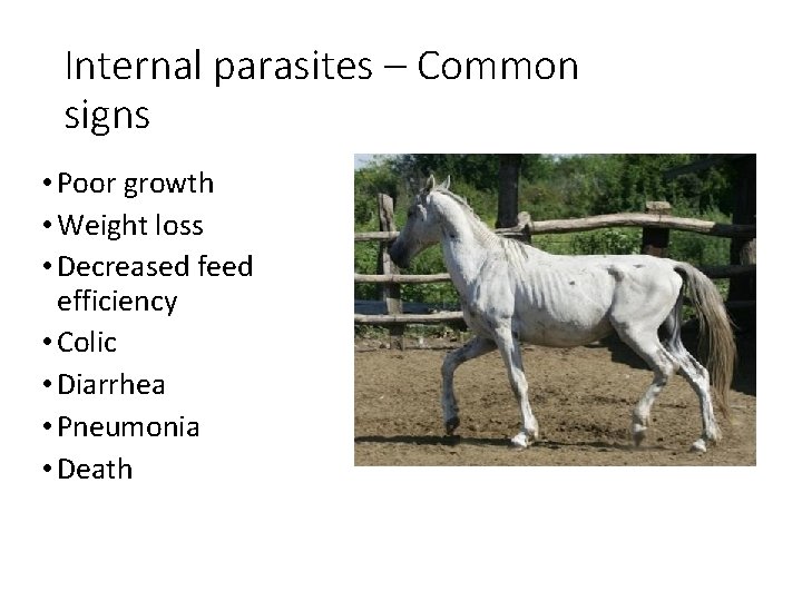 Internal parasites – Common signs • Poor growth • Weight loss • Decreased feed