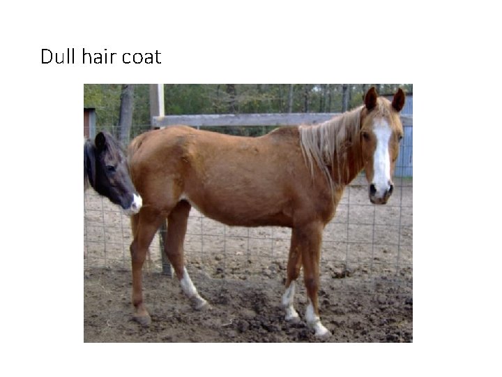 Dull hair coat 