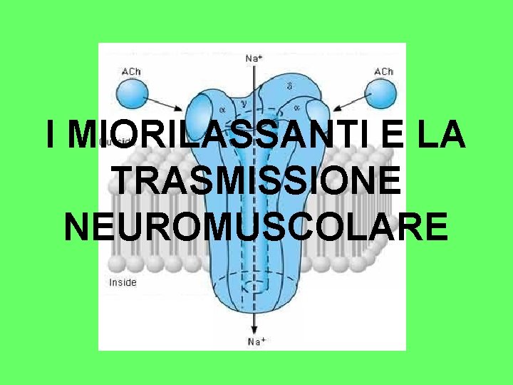 I MIORILASSANTI E LA TRASMISSIONE NEUROMUSCOLARE 