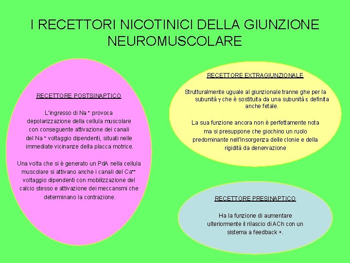 I RECETTORI NICOTINICI DELLA GIUNZIONE NEUROMUSCOLARE RECETTORE EXTRAGIUNZIONALE RECETTORE POSTSINAPTICO Strutturalmente uguale al giunzionale