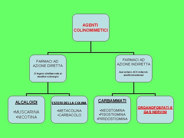 AGENTI COLINOMIMETICI FARMACI AD AZIONE DIRETTA Si legano direttamnete ai recettori colinergici ALCALOIDI ESTERI