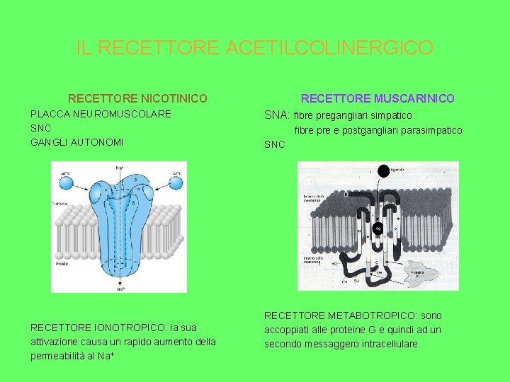 IL RECETTORE ACETILCOLINERGICO RECETTORE NICOTINICO PLACCA NEUROMUSCOLARE SNC GANGLI AUTONOMI RECETTORE IONOTROPICO: la sua