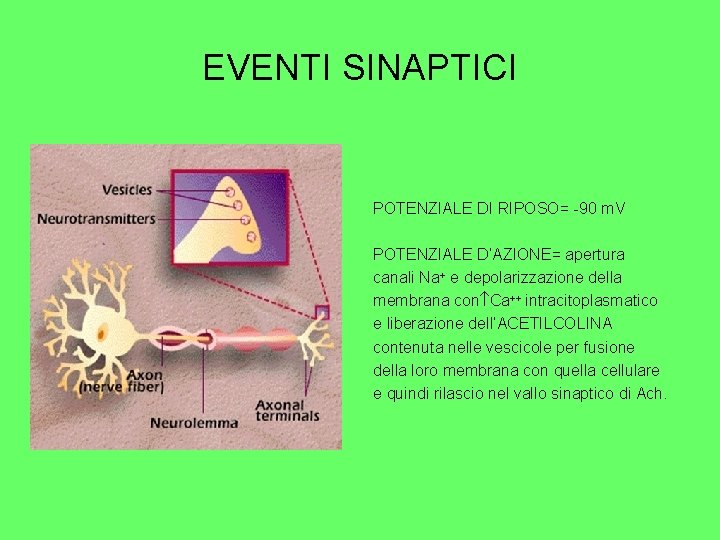 EVENTI SINAPTICI POTENZIALE DI RIPOSO= -90 m. V POTENZIALE D’AZIONE= apertura canali Na+ e