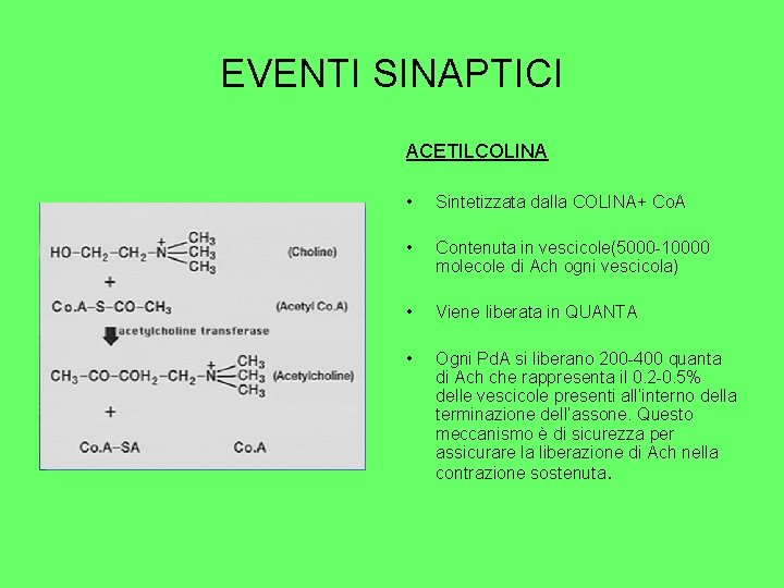 EVENTI SINAPTICI ACETILCOLINA • Sintetizzata dalla COLINA+ Co. A • Contenuta in vescicole(5000 -10000