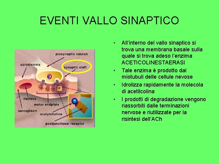 EVENTI VALLO SINAPTICO • • All’interno del vallo sinaptico si trova una membrana basale