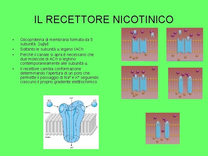 IL RECETTORE NICOTINICO • • Glicoproteina di membrana formata da 5 subunità: 2 Soltanto