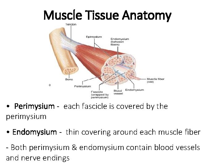 Muscle Tissue Anatomy • Perimysium - each fascicle is covered by the perimysium •