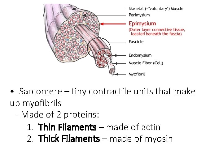  • Sarcomere – tiny contractile units that make up myofibrils - Made of