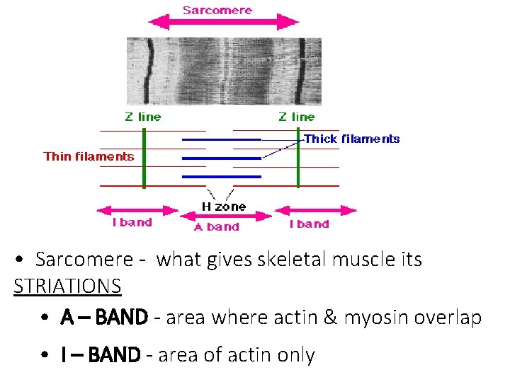 • Sarcomere - what gives skeletal muscle its STRIATIONS • A – BAND
