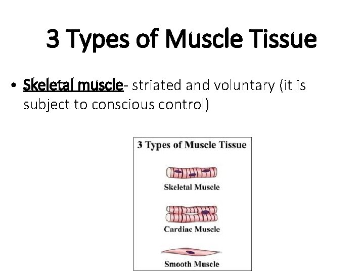 3 Types of Muscle Tissue • Skeletal muscle- striated and voluntary (it is subject