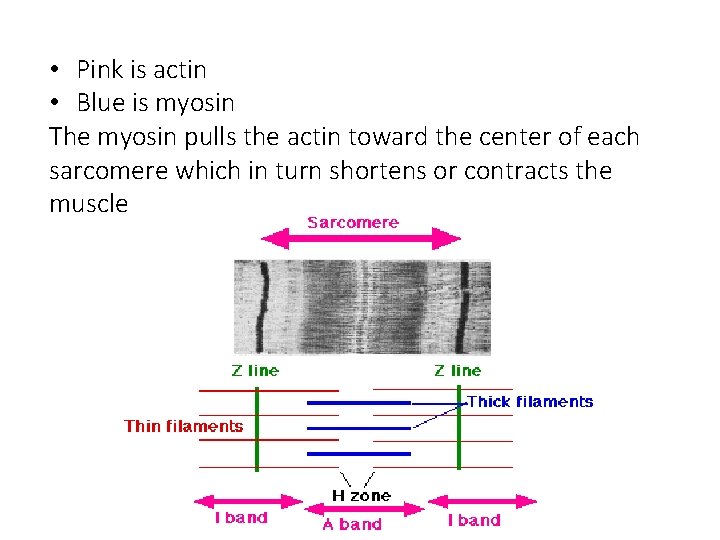  • Pink is actin • Blue is myosin The myosin pulls the actin