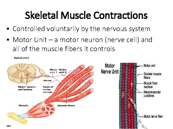 Skeletal Muscle Contractions • Controlled voluntarily by the nervous system • Motor Unit –