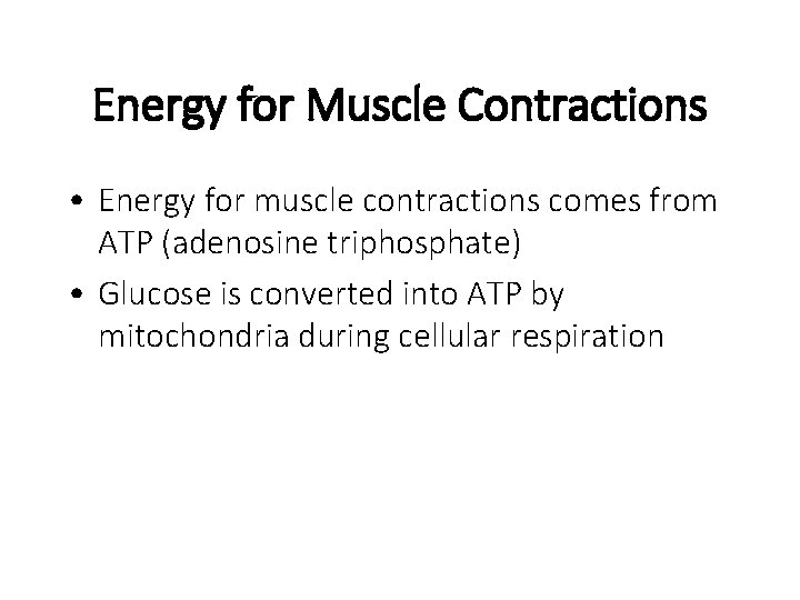 Energy for Muscle Contractions • Energy for muscle contractions comes from ATP (adenosine triphosphate)