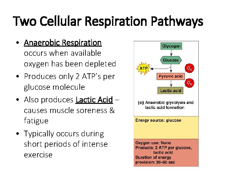 Two Cellular Respiration Pathways • Anaerobic Respiration occurs when available oxygen has been depleted