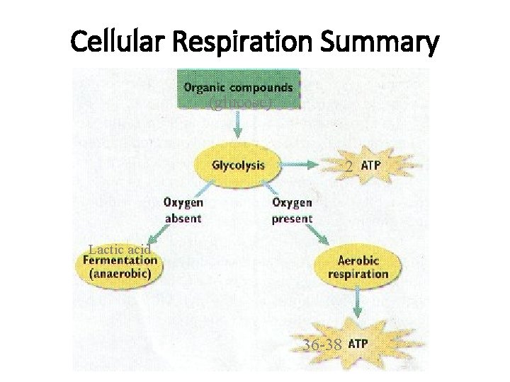 Cellular Respiration Summary (glucose) 2 Lactic acid 36 -38 