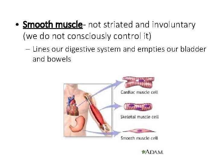  • Smooth muscle- not striated and involuntary (we do not consciously control it)