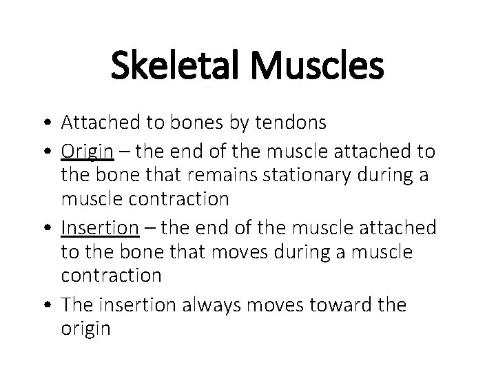 Skeletal Muscles • Attached to bones by tendons • Origin – the end of