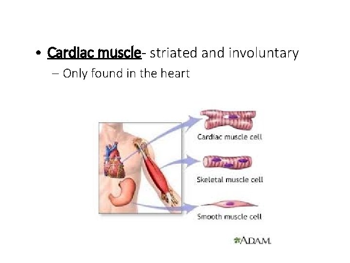  • Cardiac muscle- striated and involuntary – Only found in the heart 