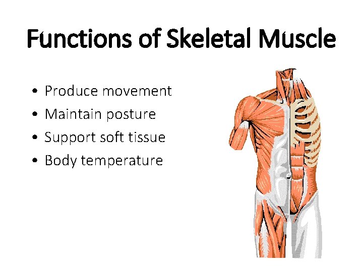 Functions of Skeletal Muscle • • Produce movement Maintain posture Support soft tissue Body