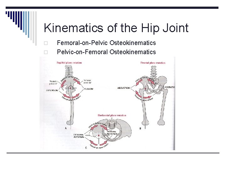 Kinematics of the Hip Joint o o Femoral-on-Pelvic Osteokinematics Pelvic-on-Femoral Osteokinematics Kinematics of the Hip Joint o o Femoral-on-Pelvic Osteokinematics Pelvic-on-Femoral Osteokinematics