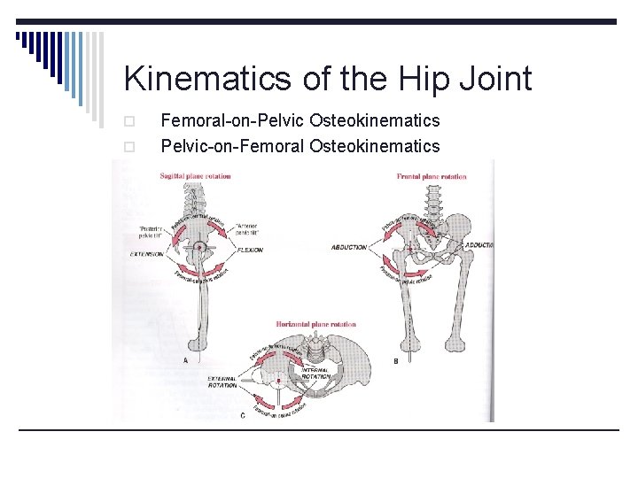 Kinematics of the Hip Joint o o Femoral-on-Pelvic Osteokinematics Pelvic-on-Femoral Osteokinematics 