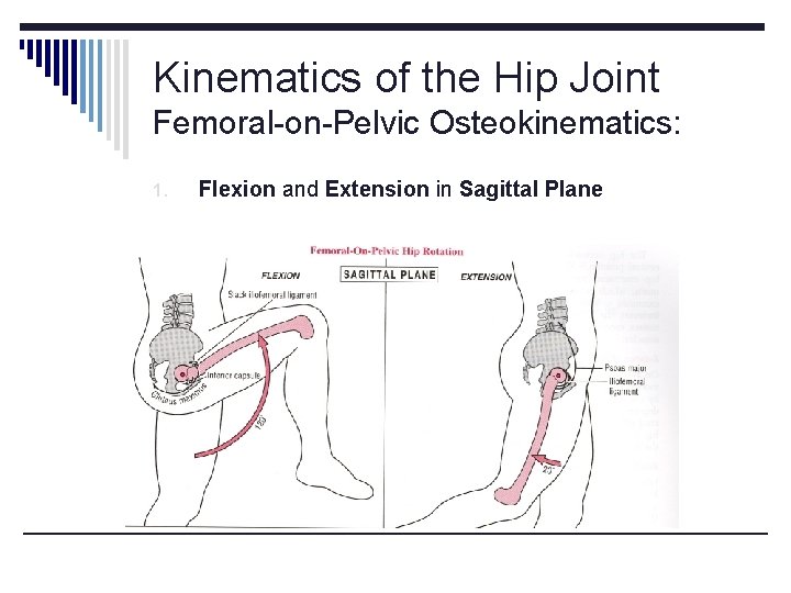 Kinematics of the Hip Joint Femoral-on-Pelvic Osteokinematics: 1. Flexion and Extension in Sagittal Plane Kinematics of the Hip Joint Femoral-on-Pelvic Osteokinematics: 1. Flexion and Extension in Sagittal Plane