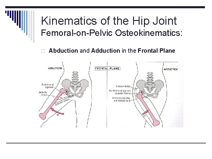 Kinematics of the Hip Joint Femoral-on-Pelvic Osteokinematics: o Abduction and Adduction in the Frontal Kinematics of the Hip Joint Femoral-on-Pelvic Osteokinematics: o Abduction and Adduction in the Frontal