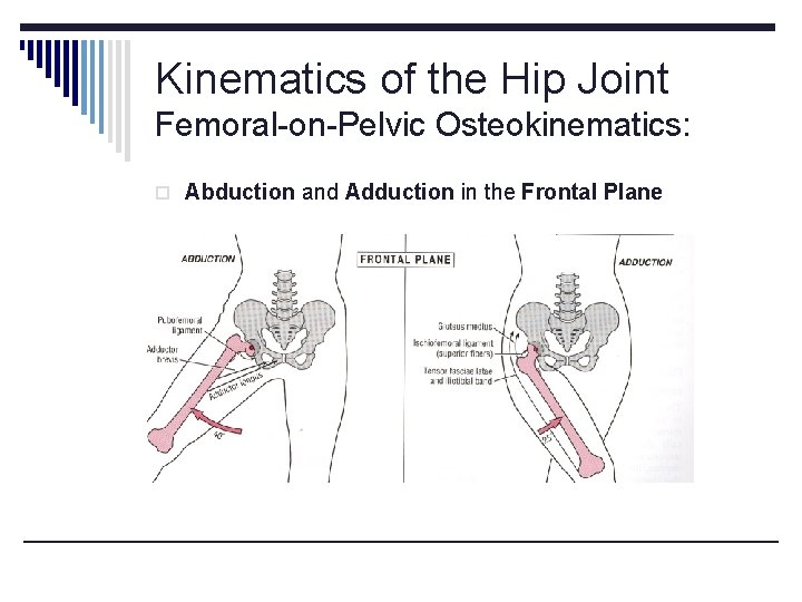 Kinematics of the Hip Joint Femoral-on-Pelvic Osteokinematics: o Abduction and Adduction in the Frontal