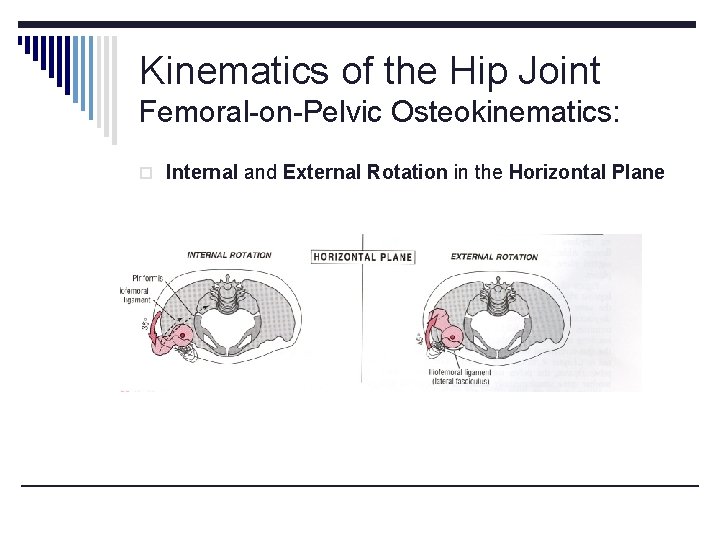 Kinematics of the Hip Joint Femoral-on-Pelvic Osteokinematics: o Internal and External Rotation in the