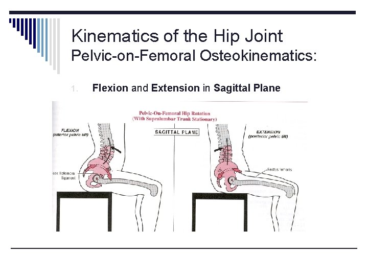 Kinematics of the Hip Joint Pelvic-on-Femoral Osteokinematics: 1. Flexion and Extension in Sagittal Plane