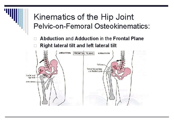 Kinematics of the Hip Joint Pelvic-on-Femoral Osteokinematics: o Abduction and Adduction in the Frontal Kinematics of the Hip Joint Pelvic-on-Femoral Osteokinematics: o Abduction and Adduction in the Frontal