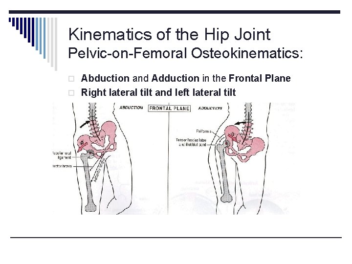 Kinematics of the Hip Joint Pelvic-on-Femoral Osteokinematics: o Abduction and Adduction in the Frontal