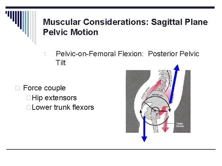 Muscular Considerations: Sagittal Plane Pelvic Motion 1. Pelvic-on-Femoral Flexion: Posterior Pelvic Tilt o Force