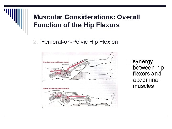 Muscular Considerations: Overall Function of the Hip Flexors 2. Femoral-on-Pelvic Hip Flexion o synergy Muscular Considerations: Overall Function of the Hip Flexors 2. Femoral-on-Pelvic Hip Flexion o synergy