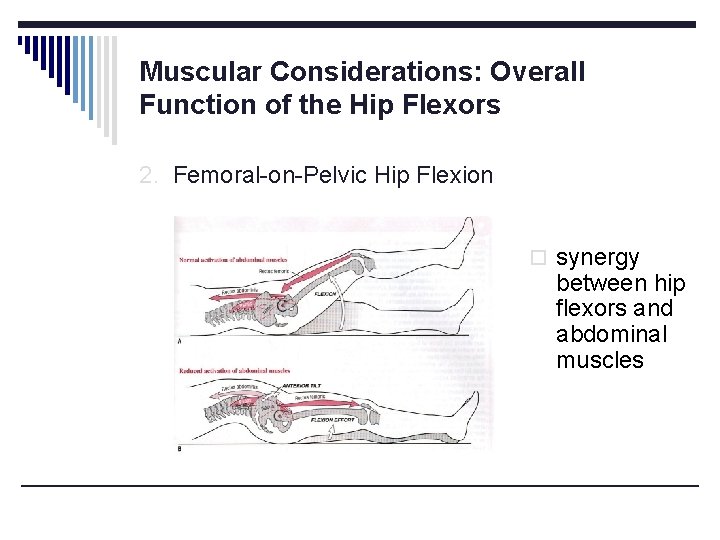 Muscular Considerations: Overall Function of the Hip Flexors 2. Femoral-on-Pelvic Hip Flexion o synergy