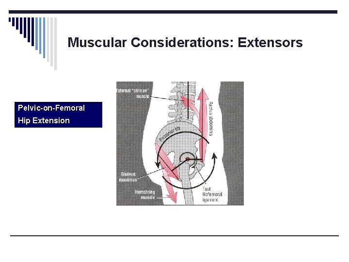 Muscular Considerations: Extensors Pelvic-on-Femoral Hip Extension Muscular Considerations: Extensors Pelvic-on-Femoral Hip Extension